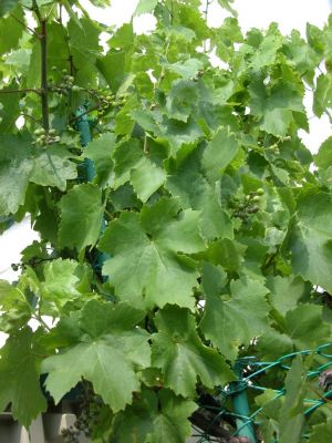 Vitis vinifera subsp. vinifera - 
