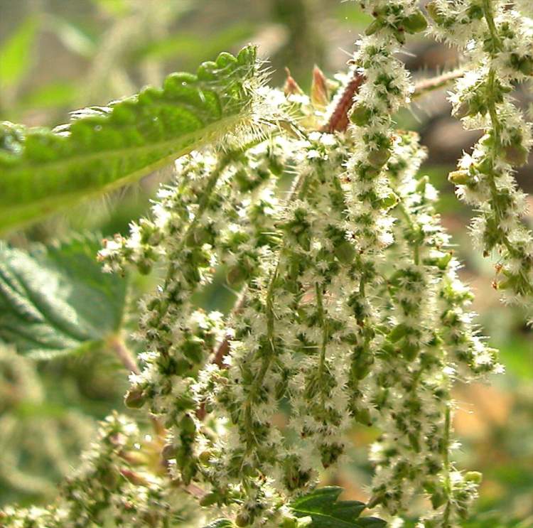 Urtica dioica L. subsp. dioica