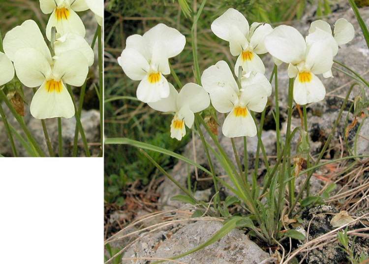 Viola eugeniae Parl. subsp. eugeniae