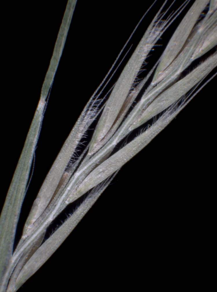 Festuca danthonii Asch. & Graebn. subsp. danthonii