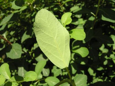 Spiraea betulifolia - North America