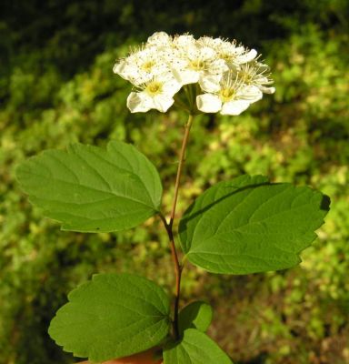 Spiraea cantoniensis