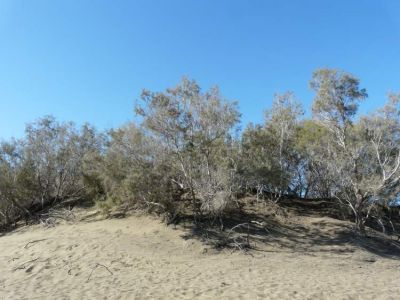 Tamarix canariensis