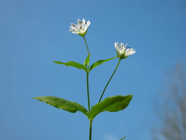 Stellaria bulbosa