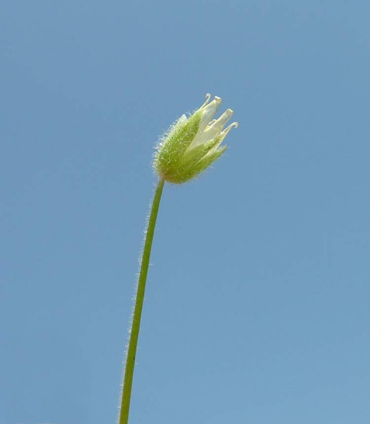 Stellaria pallida (Dumort.) PirÃ©
