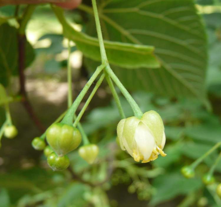 Tilia mongolica,
Mongolian lime Tilia mongolica,
Mongolian lime
