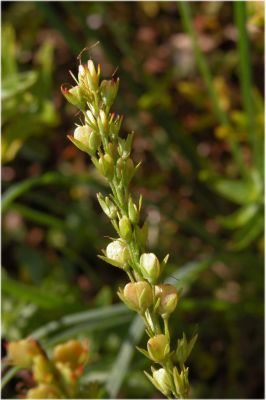 Veronica teucrium - a