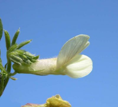 Vicia hybrida L. 