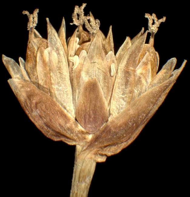 Trichophorum cespitosum (L.) Hartm.