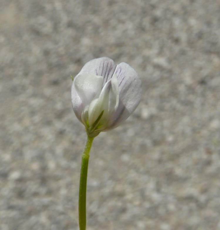 Vicia ervilia (L.) Willd.