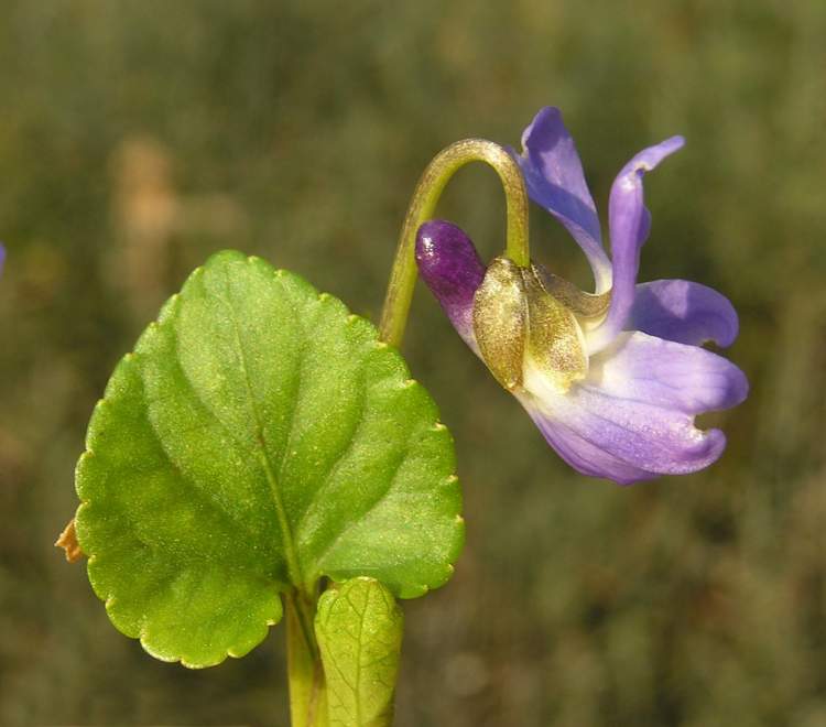 Viola adriatica Freyn