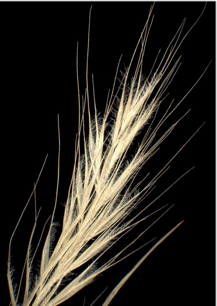 Rat's Tail Fescue Vulpia myuros (L.) Gmelin