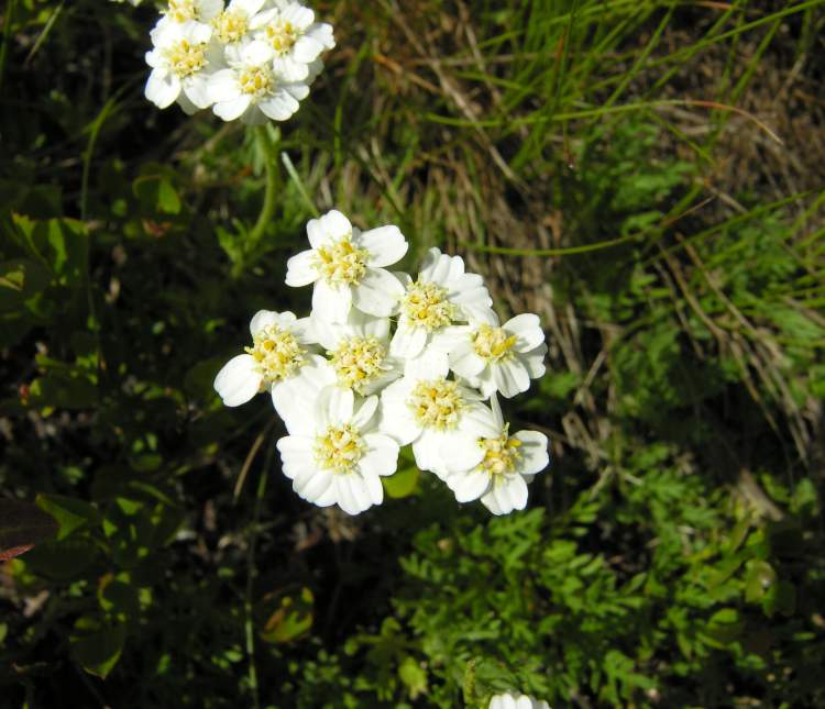 Achillea moschata Wulfen subsp. moschata