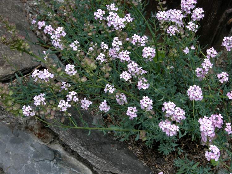 Aethionema grandiflorum,
Persian Stone Cress,
Persian stonecress Aethionema grandiflorum,
Persian Stone Cress,
Persian stonecress