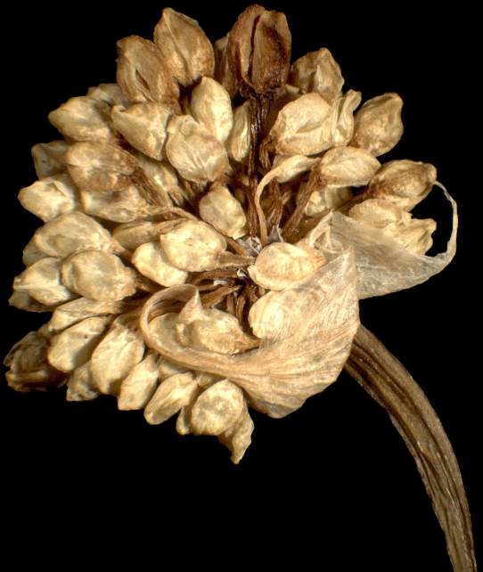 Allium oleraceum L.