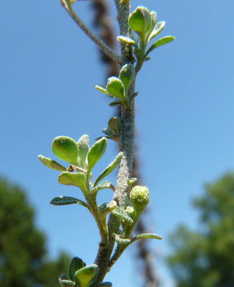 Alyssum robertianum Gren. & Godr.