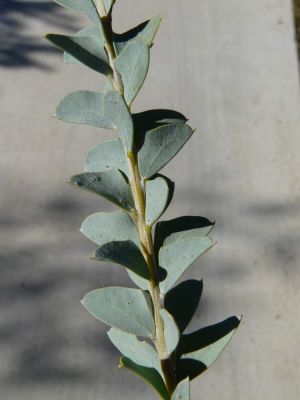 Acacia cultriformis A. Cunn. ex G. Don 