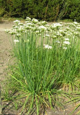 Allium tuberosum - 