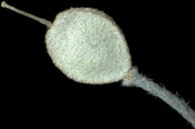 Alyssum montanum subsp. montanum - a