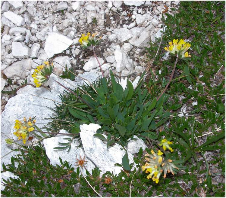 Anthyllis vulneraria subsp. alpestris Anthyllis vulneraria subsp. alpestris