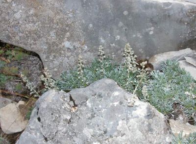 Artemisia petrosa subsp. petrosa - a