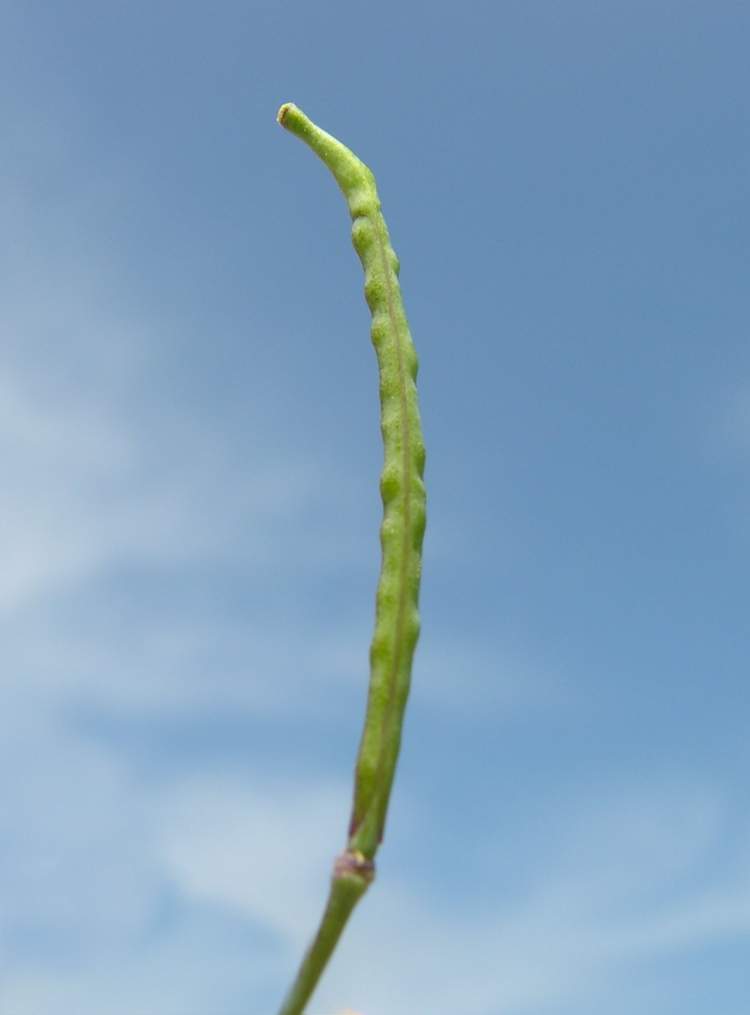 Brassica fruticulosa Cirillo