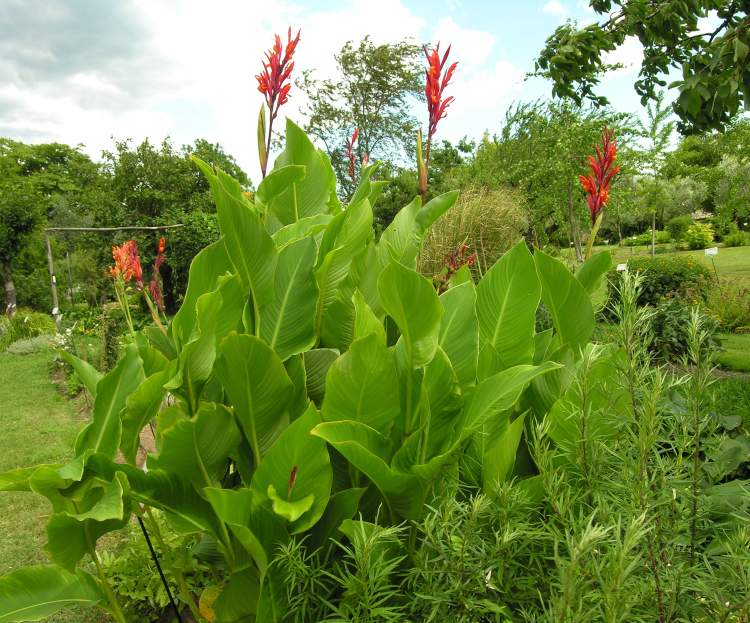 Canna Edulis