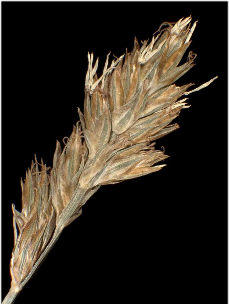 Carex divisa Huds.