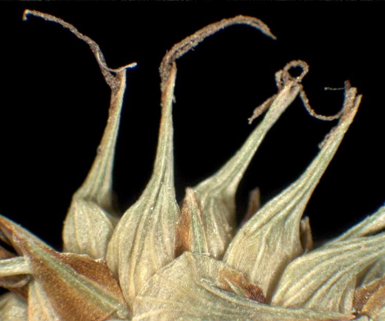 Carex lepidocarpa Tausch