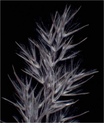 Calamagrostis pseudophragmites - 
