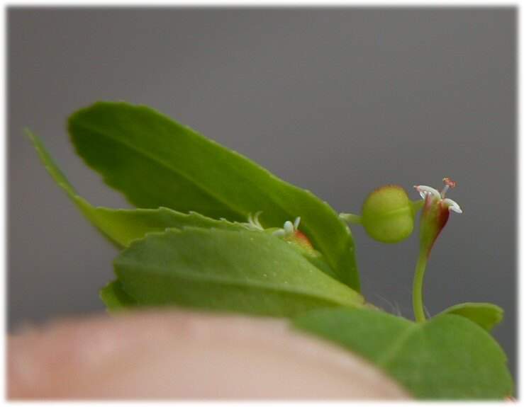Euphorbia nutans Lag.