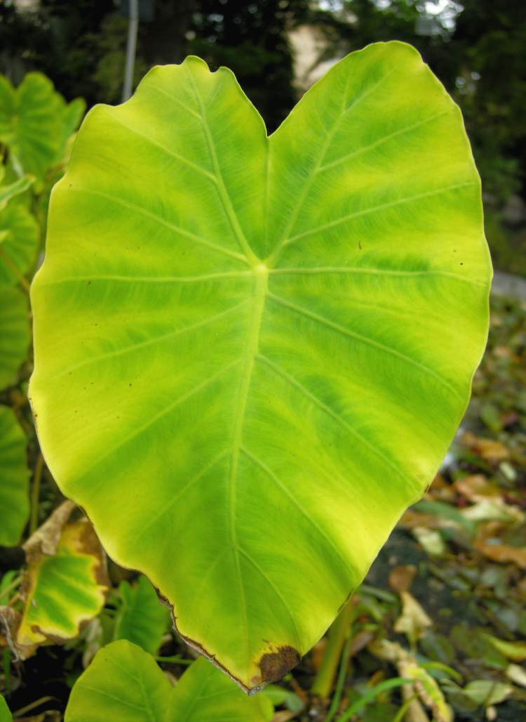 Colocasia esculenta (L.) Schott