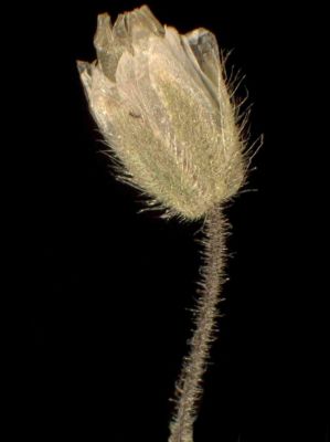 Cerastium pumilum Curtis 