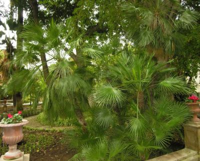 Chamaerops humilis - a