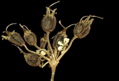 Coriandrum sativum