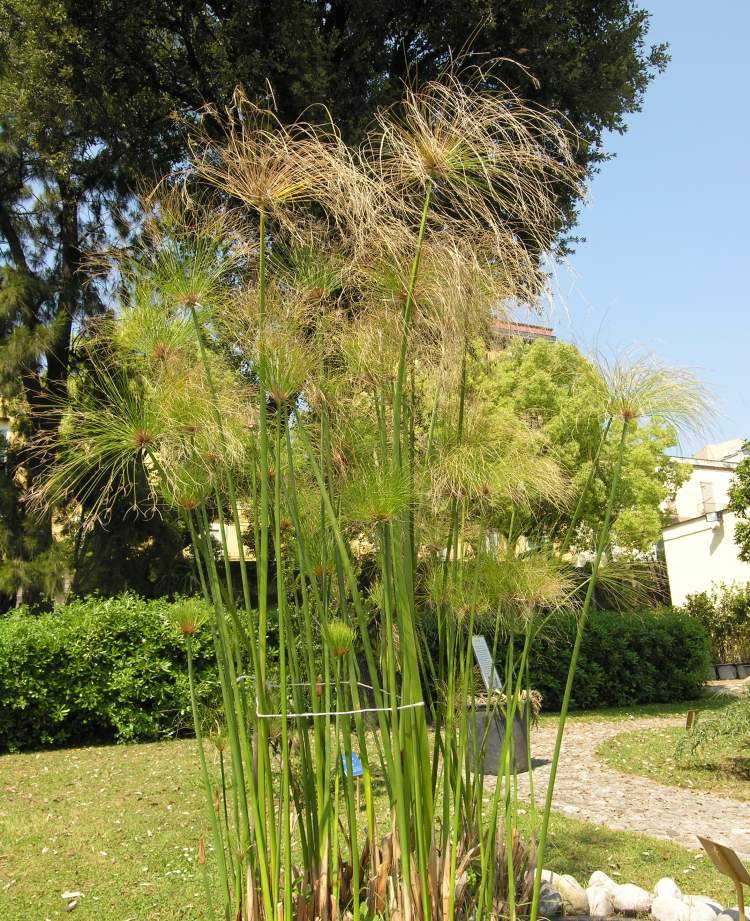 Cyperus papyrus L.