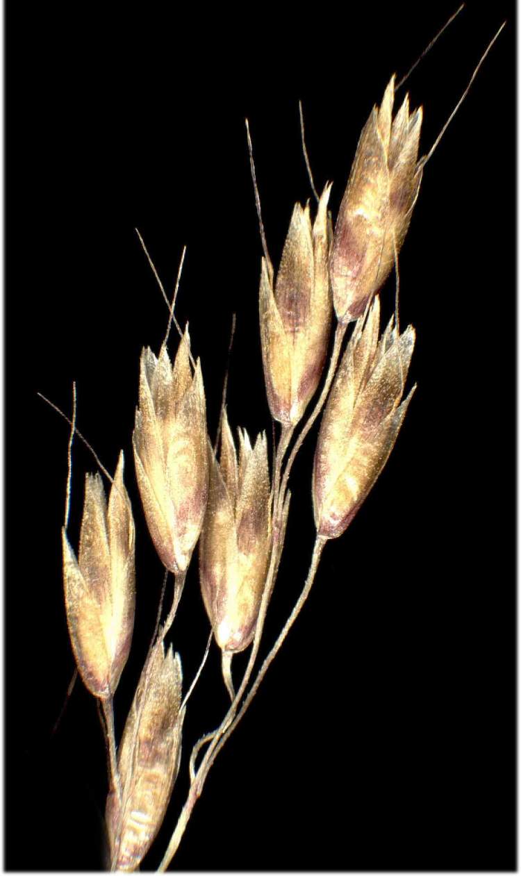 Deschampsia flexuosa (L.) Trin. subsp. flexuosa