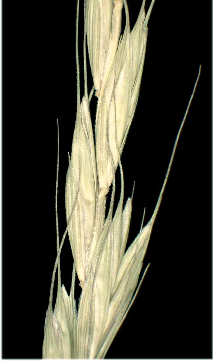Elymus caninus (L.) L.