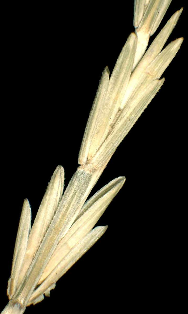 Elymus hispidus (Opiz) Melderis