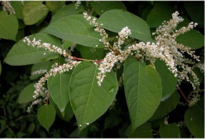 Fallopia japonica