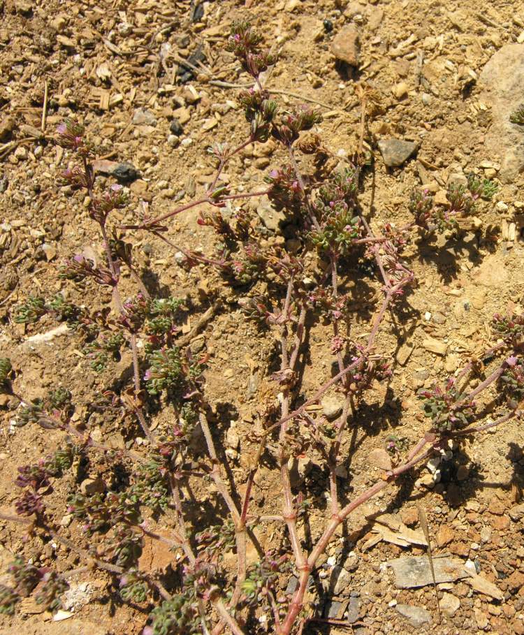 Frankenia pulverulenta L. subsp. pulverulenta