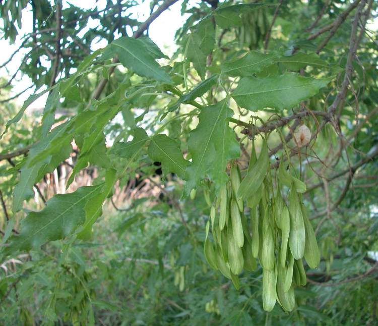 Fraxinus angustifolia subsp. oxycarpa (Willd.) Franco & Rocha Afonso