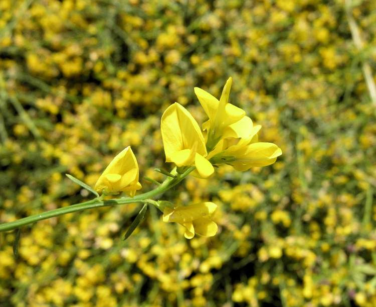 Genista lydia, Lydia Broom