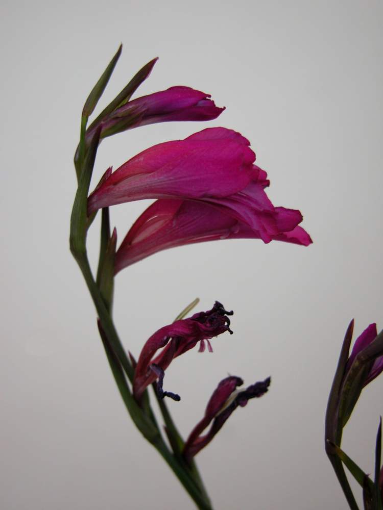 Gladiolus illyricus W.D.J.Koch