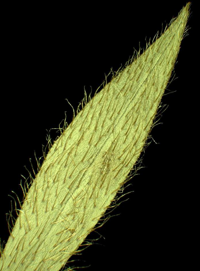Hieracium cymosum L.