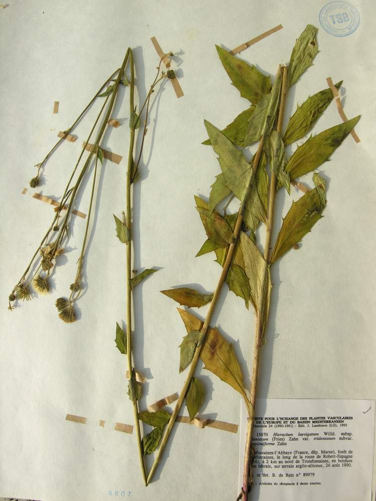 Hieracium laevigatum Willd.