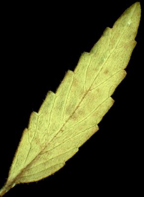 Galeopsis ladanum - 