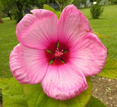 Hibiscus palustris - a