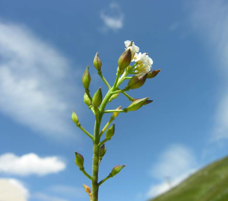Hornungia alpina (L.) Appel