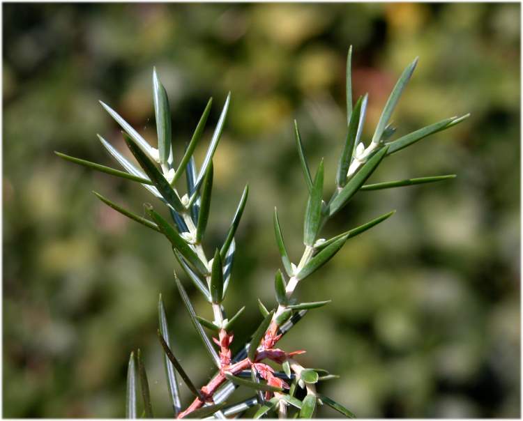 Juniperus oxycedrus subsp. macrocarpa (Sm.) Neilr.